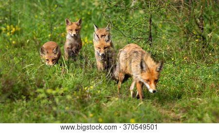 Red Fox Female And Her Four Cubs Hunting And Walking In Summer Forest
