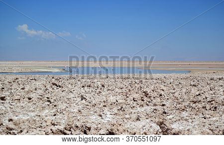 Chaxa Lagoon With Flamingos And  Andean Avocets In Salar De Atacama, The Largest Salt Flat Of Chile 