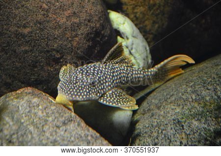 The Tropical Fish In Aquarium, Berlin (germany)