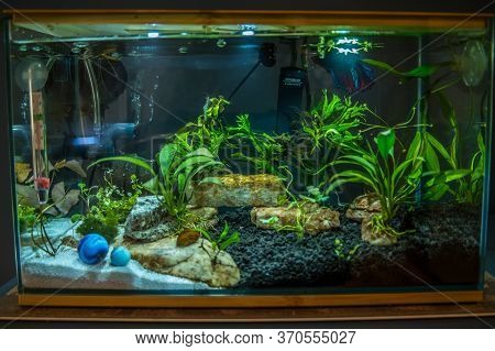Three Gallon Betta Or Siamese Fighting Fish Aquarium With Live Aquatic Plants Ghost Shrimp Snails Ro