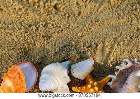 On The Bright Yellow Squeak There Are Shells Thrown By Sea Waves. Shells Of Sea Creatures.