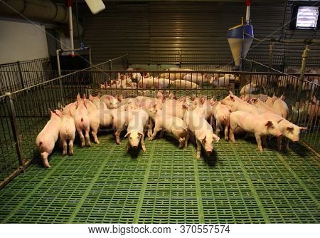 Household Domestic Pigs Lives On Animal Husbandry Farm