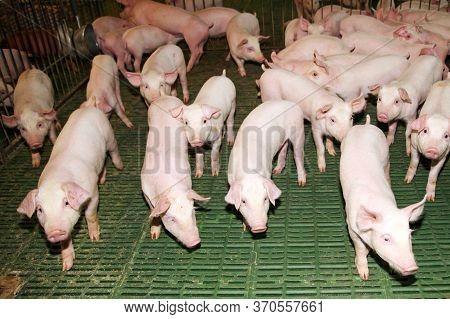 Household Domestic Pigs Lives On Animal Husbandry Farm
