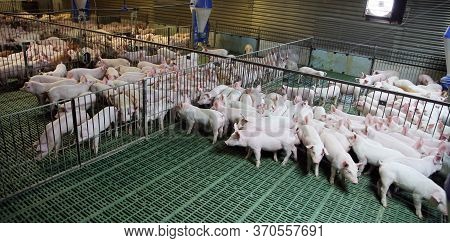Household Domestic Pigs Lives On Animal Husbandry Farm