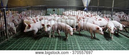 Household Domestic Pigs Lives On Animal Husbandry Farm