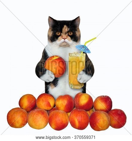 The Multi Colored Cat Is Drinking Fresh Peach Juice Through A Straw. White Background. Isolated.