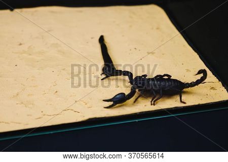 Scorpion With A Leech In The Terrarium. Black Scorpion Is A Poisonous Arthropod And Bloodsucking Lee