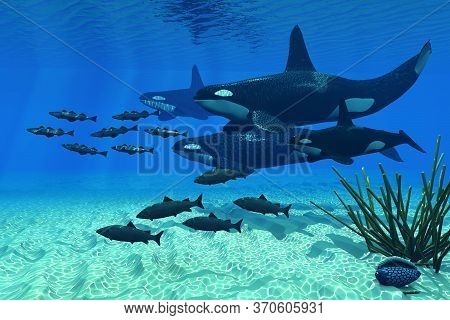 Orca Family 3d Illustration - An Orca Whale Group Of Three Males And One Female Hunt A School Of Atl