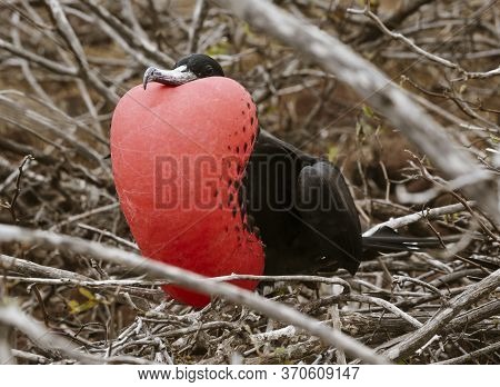 Frigatebird Male In Full Plummage On Galapagos Island.