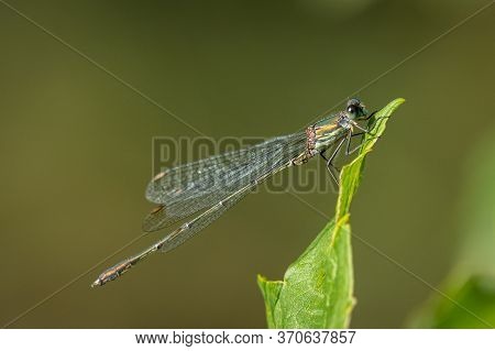 A Willow Emerald Damselfly (chalcolestes Viridis) Resting On A Leaf, Vienna (austria)