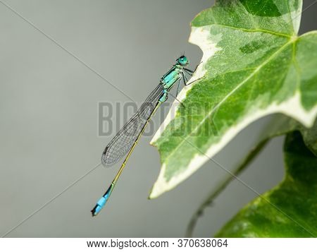 A Blue Tailed Damselfly (ischnura Elegans) Resting On A Leaf, Vienna (austria)