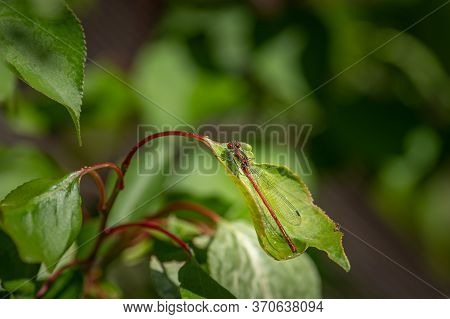 A Large Red Damselfly (phyrrhosoma Nymphula) Resting On A Leaf, Vienna (austria)