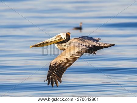 In The Morning, A Brown Pelican Flys Over