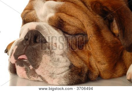 Buldog angielski spanie