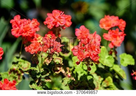 Group Of Vivid Red Pelargonium Flowers (commonly Known As Geraniums, Pelargoniums Or Storksbills) An