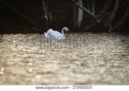 A Mute Swan Wading In The Golden Mystic River During Sunset. The River Turns Golden And Blurry. Look