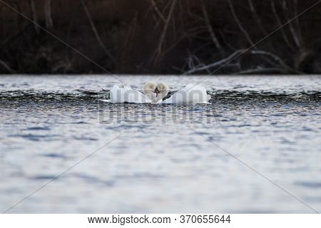 The Neck Of The Mute Swan Couple Forms A Heart Love Romance