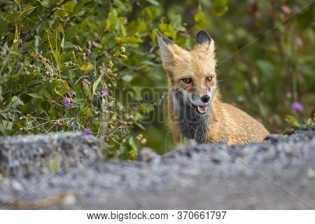 A Red Fox Found At The Glacier National Park Looking Around And Searching For Food Golden Fur Closeu