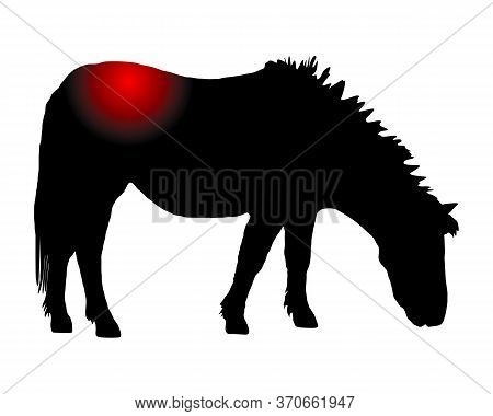 Detailed And Accurate Illustration Of Pony With Pain In The Back