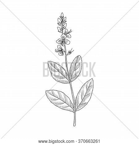 Vector Drawing Speedwell, Veronica Officinalis, Hand Drawn Illustration Of Medicinal Plant