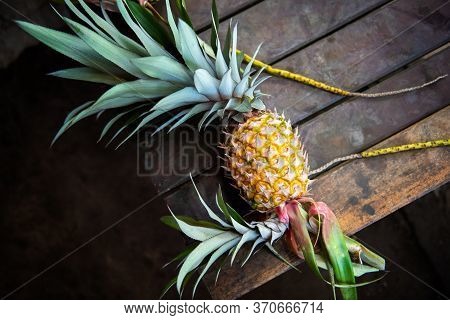 Fresh Pineapple On Wooden Background. Red Pineapple Or Pink Pineapple Is A Species Of The Pineapple.