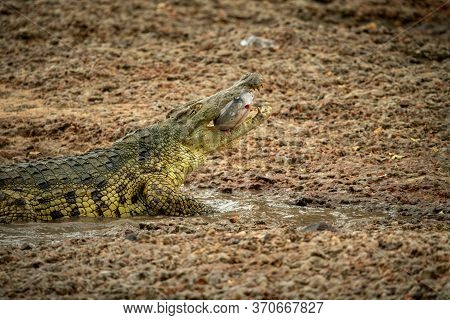 Close-up Of Nile Crocodile With Fish In Mouth