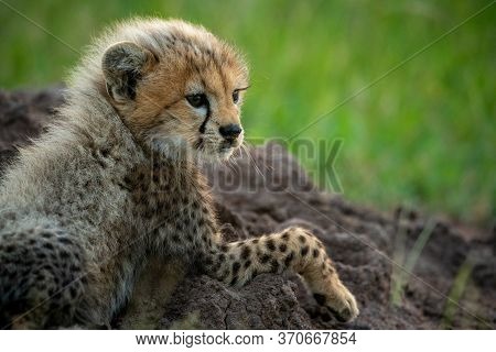Close-up Of Cheetah Cub Lying Upon Mound