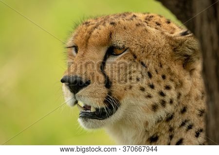 Close-up Of Cheetah Head By Tree Trunk
