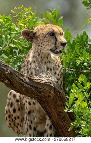 Close-up Of Cheetah Sitting By Leafy Bushes