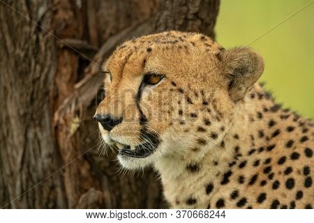 Close-up Of Cheetah Sitting Next To Tree