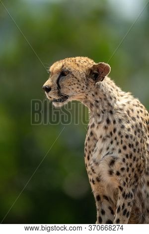 Close-up Of Cheetah Sitting With Trees Behind