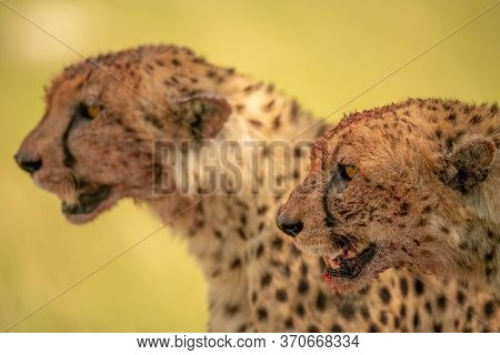 Close-up Of Cheetahs Sitting Side-by-side Looking Left