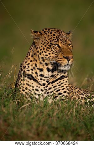Close-up Of Leopard Lying In Long Grass