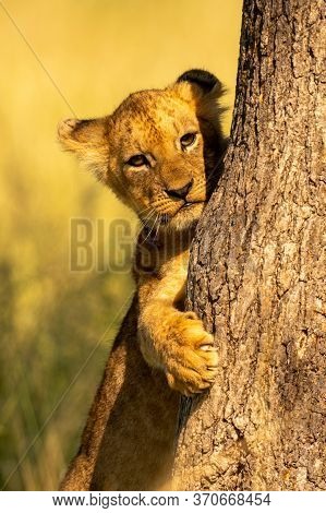 Close-up Of Lion Cub Clutching Tree Trunk
