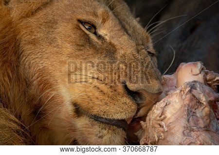 Close-up Of Male Lion Chewing On Carcase