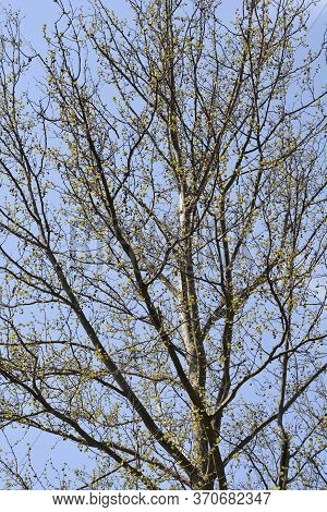 London Plane - Latin Name - Platanus X Hispanica (platanus X Acerifolia)