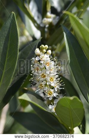 Laurel Cherry - Latin Name - Prunus Laurocerasus