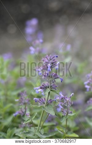 Lesser Cat-mint - Latin Name - Nepeta Nepetella