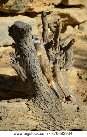The Meerkat (surikate), Zoo Of Frankfurt, Germany