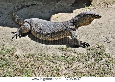 Big Monitor Lizard Close-up. Scaly Gray With Brown Skin, Flat Head, Long Striped Tail. There Are Sha