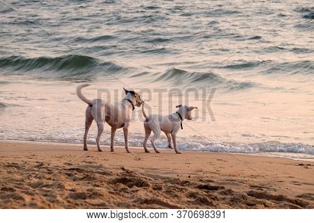 CANDOLIM, INDIA - FEBRUARY 20, 2020: Dogs are played at Candolim Beach, North Goa, India