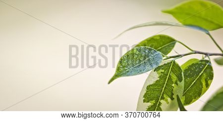 Selective Focus. Ficus Tree Leaves In Large Drops Of Water. Weeping Fig, Benjamin Fig (ficus Benjami