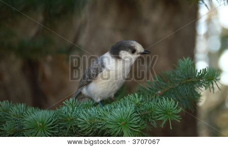 Harmaa Jay