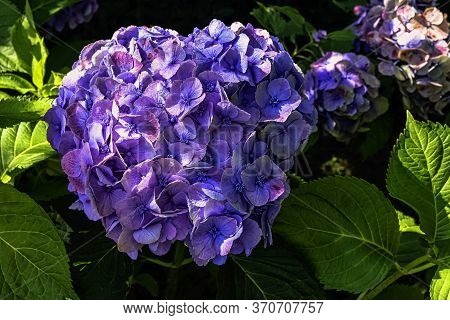 Hydrangea Macrophylla Known As Bigleaf, French Or Mophead Hydrangea, Penny Mac And Hortensia