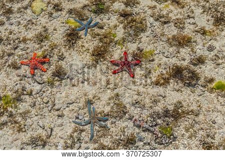 Orange, Red And Blue Starfish At Low Tide Near The Shore
