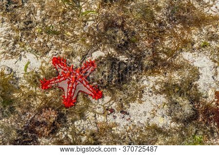 Colorful African Red-knobbed Sea Star At Low Tide