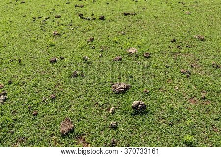 Green Pasture With Many Cow Shit At Nyang Nyang Beach On Bali Island, Indonesia. Green Meadow With M