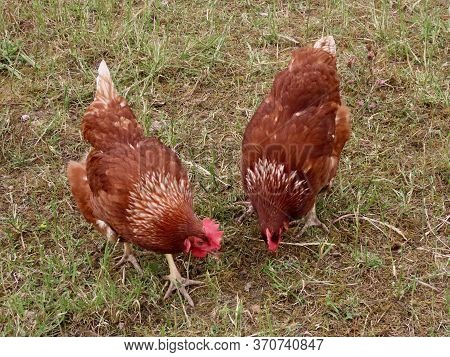 Free Range Brown Laying Hens In Green Grass Walking And Curiously Watching The Camera, Waiting For T
