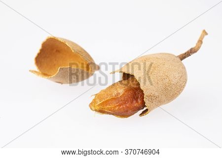 Tamarind Tropical Fruit - Tamarindus Indica. Text Space