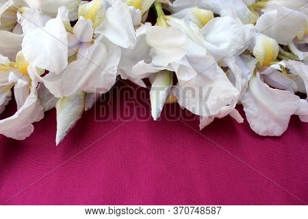 White Irises On A Pink Background. Frame Of Fresh Blue And White Flowers Isolated On A Purple Backgr